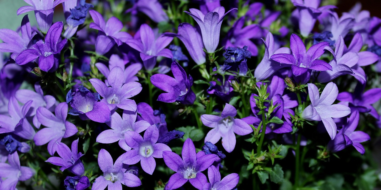 campanula latifolia - breed klokje