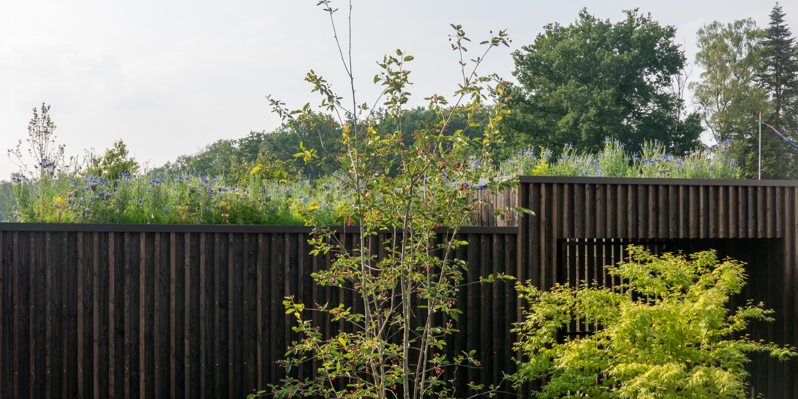 biodiversiteit_groendak