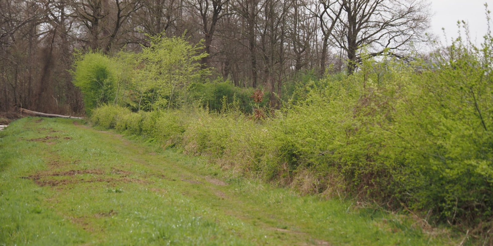 Meidoornheg in verschillende stadia