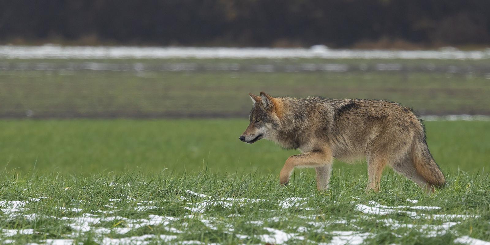 241101 wolf in de sneeuw-Annie Keizer