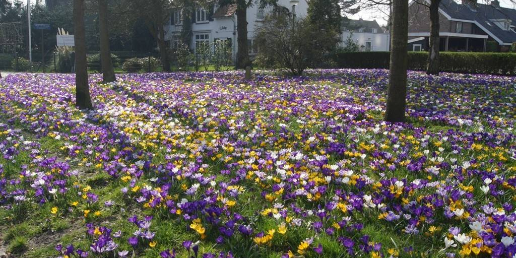 KROKUS~2