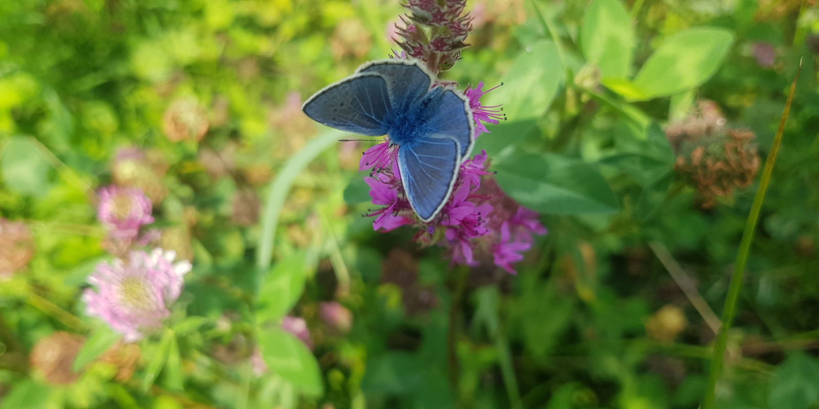 boomblauwtje kattenstaart van eco-care hoveniers goris zutphen
