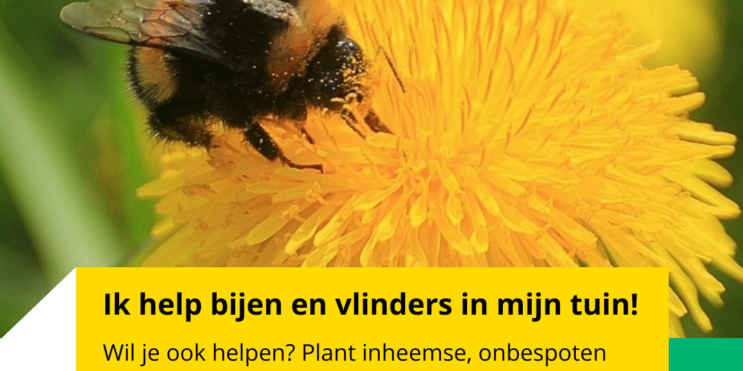 hommel op paardebloem