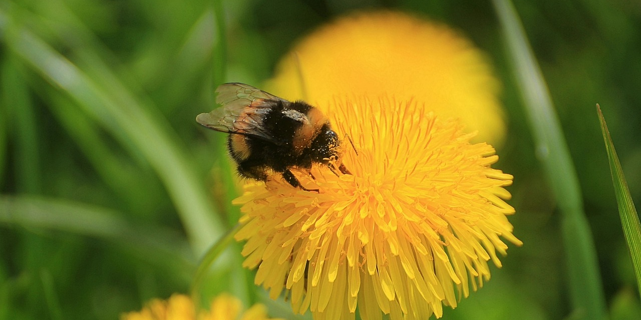 hommel op paardebloem