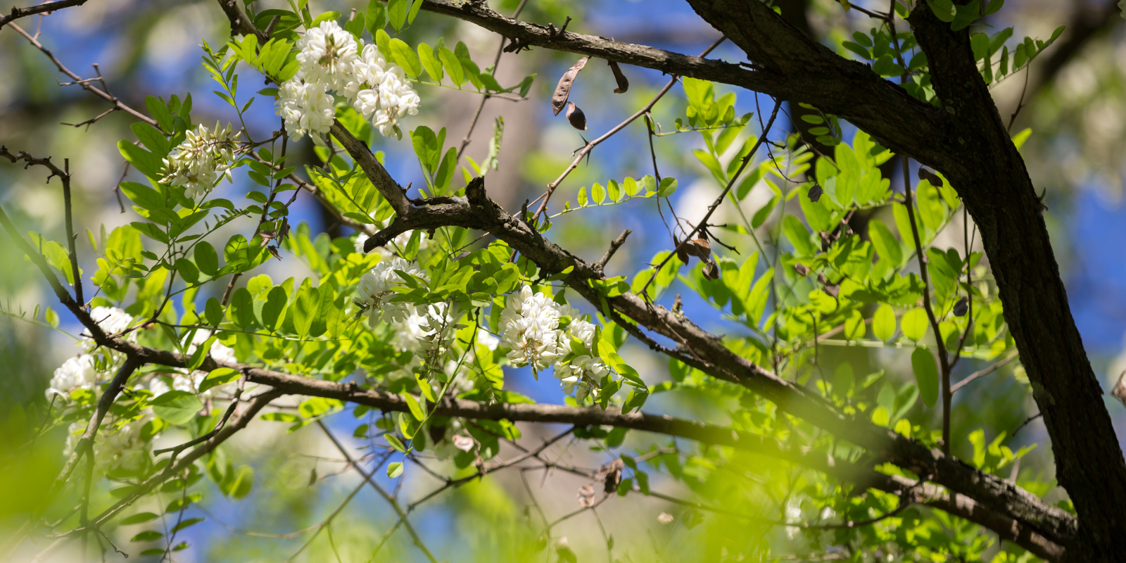 Acacia - Robinia pseudoacacia 