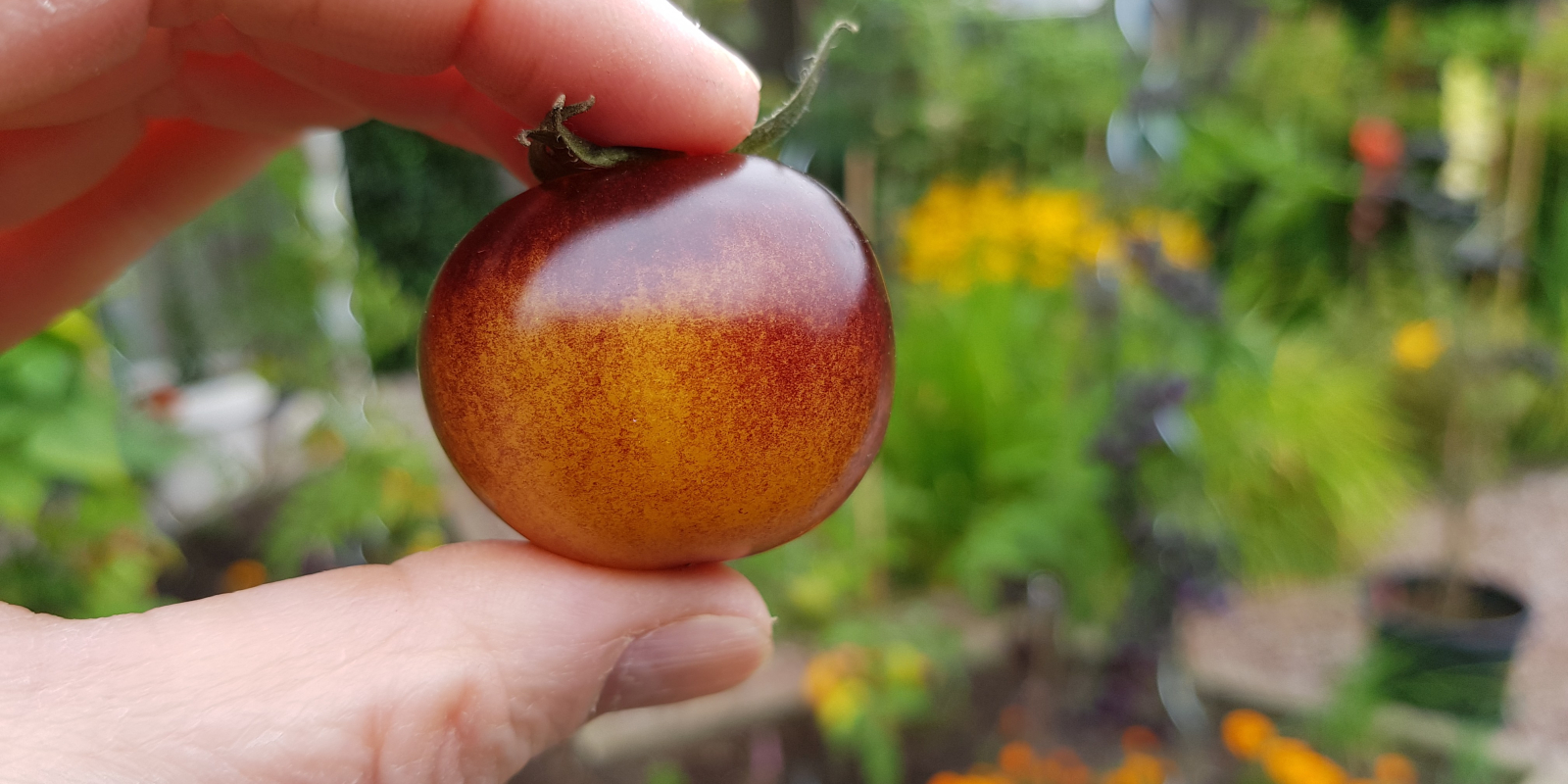 Workshopreeks moestuinieren 2