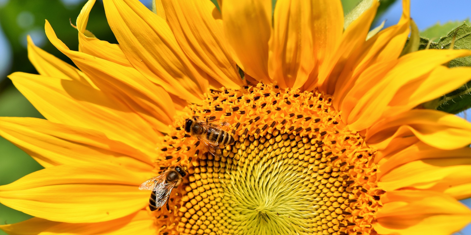 sunflower-3508227_1920