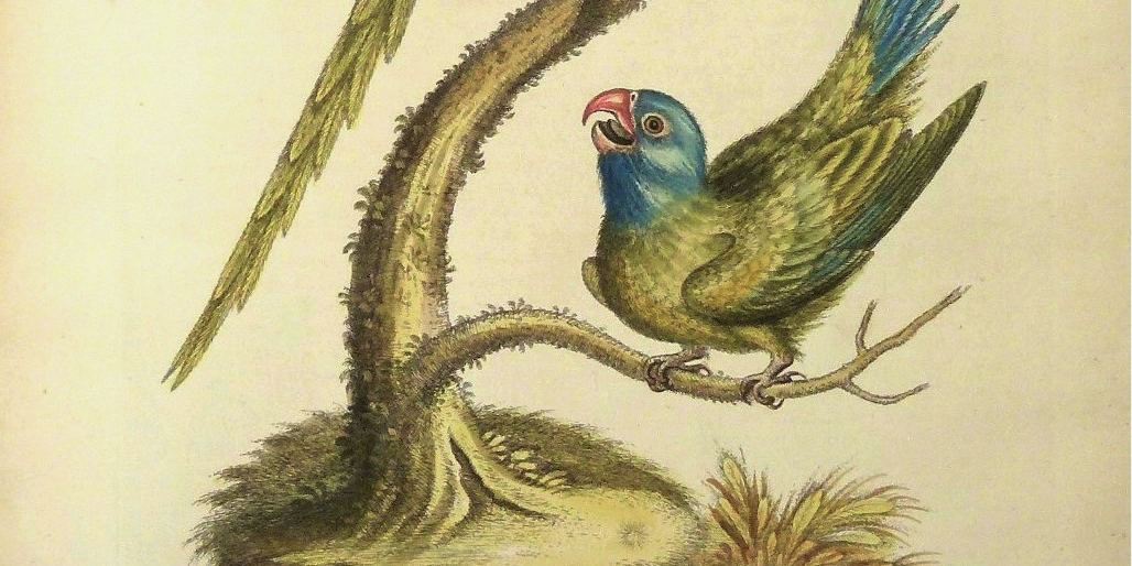 Expositie antieke prenten van Flora en Fauna - George Edwards Ringparkiet 1760