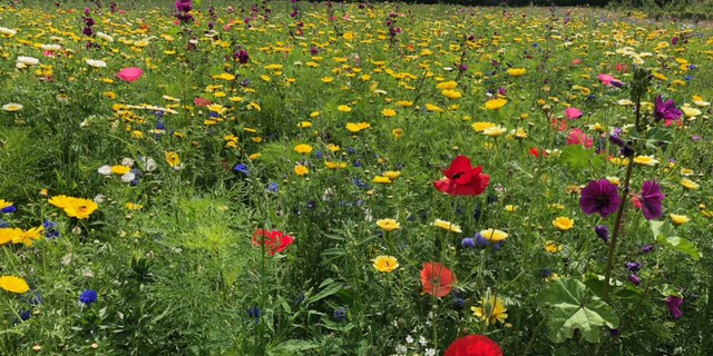 Bloemenlint foto via JO