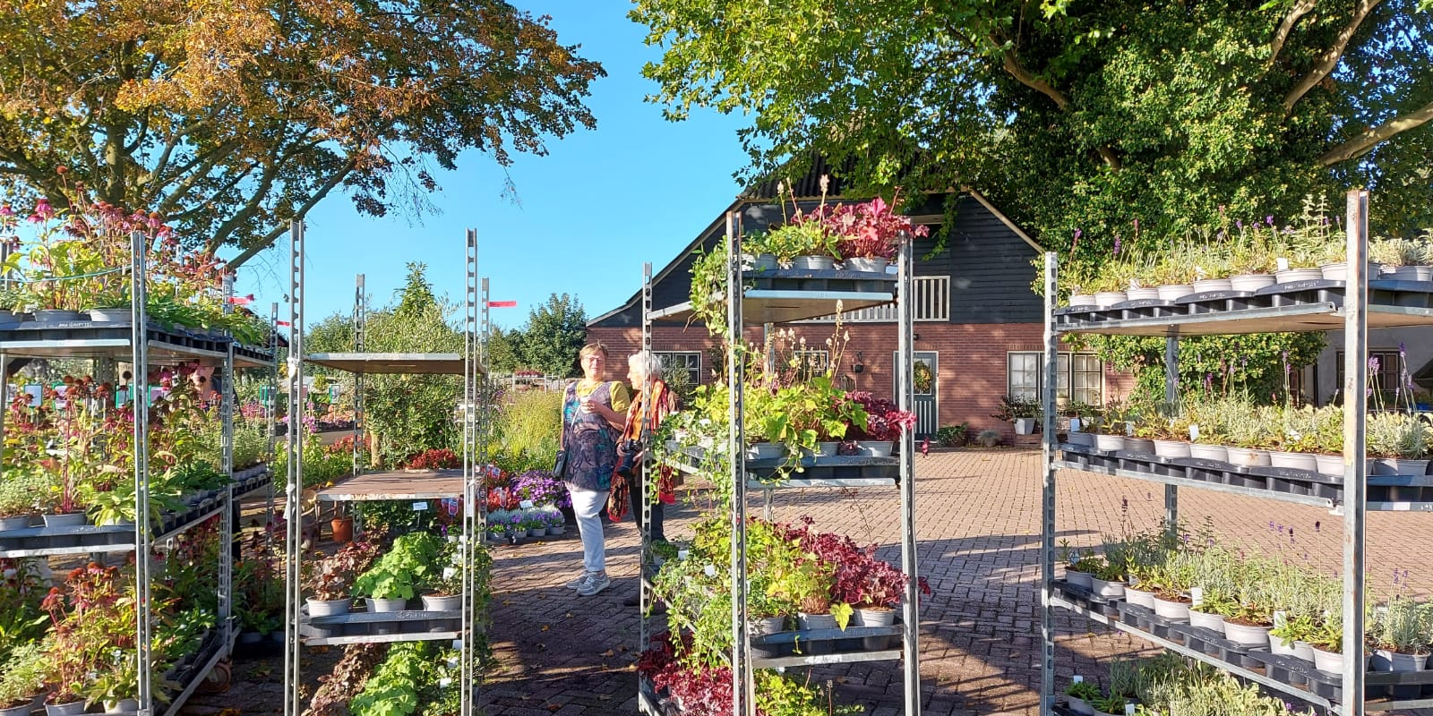 Stoepgroen levering planten