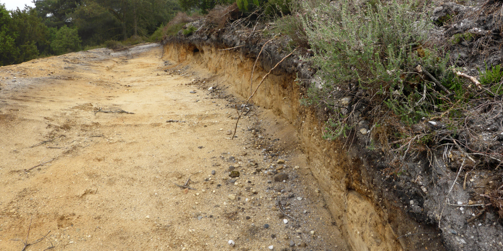 zandhagedis steilrand