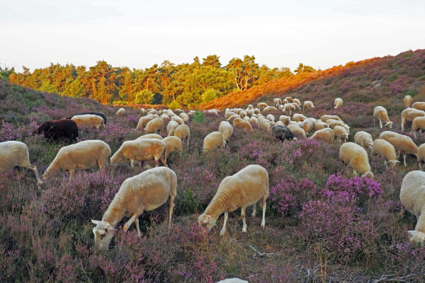 De kudde aan het werk