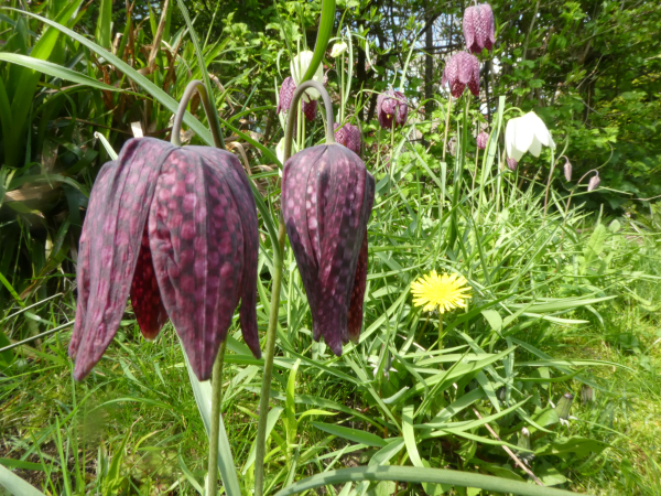 kievitsbloem