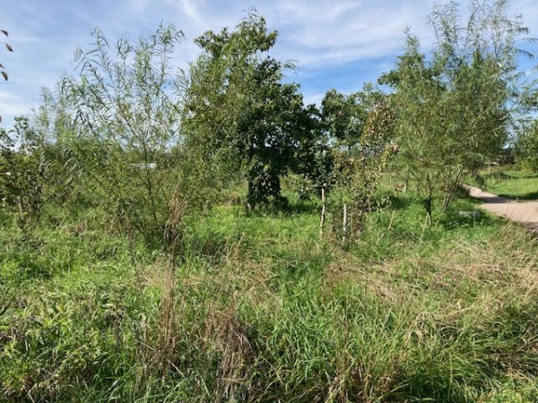 Het bos begint hoogte te krijgen