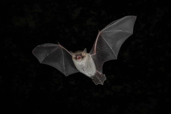 Gratis lezing: kijken met je oren