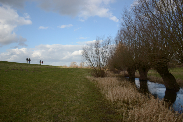 Wilgen in het water langs de dijk van de IJssel