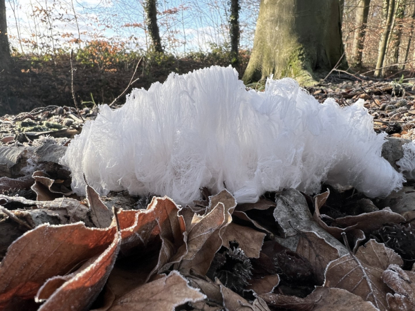 De baard van koning Winter: IJshaar