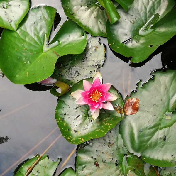 Waterlelie
