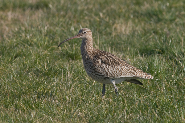 17e vogelaarsdag van Overijssel: 9 november