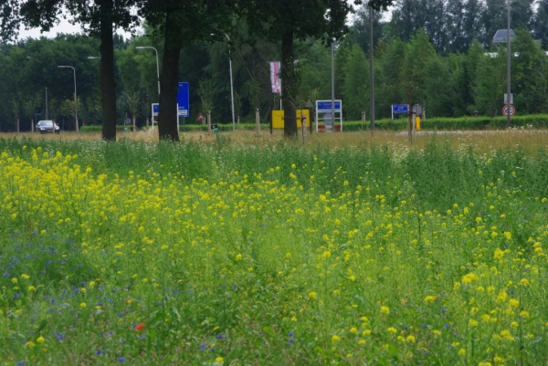 Gemeenten aan de slag voor bijen