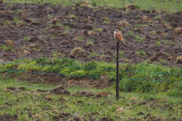 Een spiedende valk nabij een kruidenrijk grasland