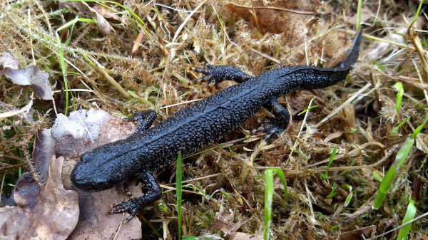 kamsalamander in beeld gevangen