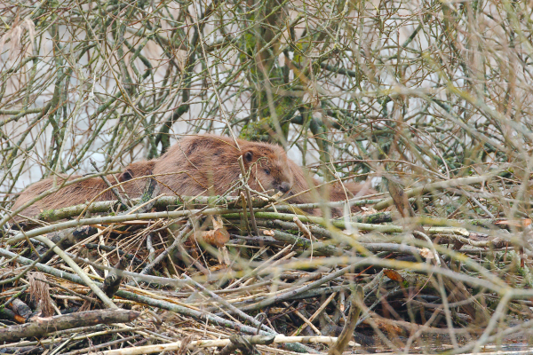 Bever op de burcht