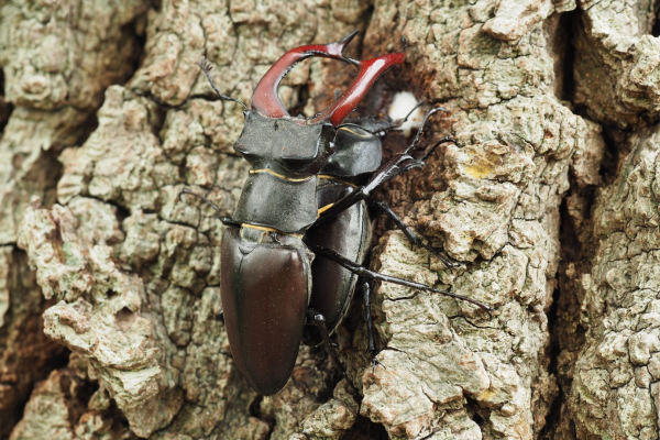 Een voorbeeld van een steeds rijkere biodiversiteit