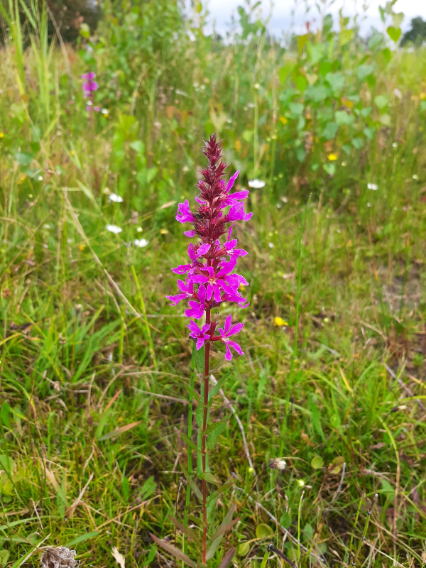 Groene Loper Overijssel