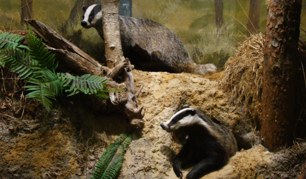 Dassendiorama in Natuurmuseum Holterberg. Foto: Natuurmuseum Holterberg