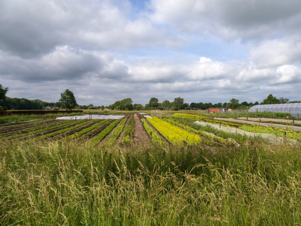 Voedselbos Zwolle gestart