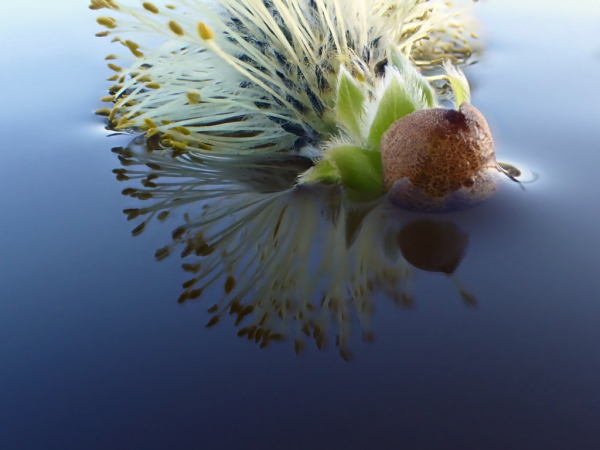 Lezing over wilgen: ontdek de kracht én pracht van deze bijzondere boom