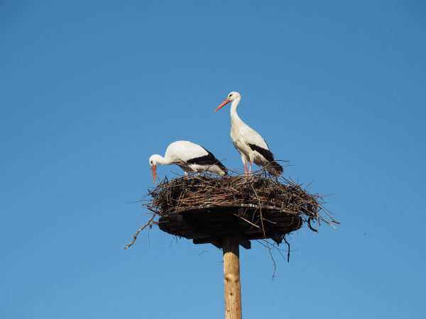 Ooievaars maken hun nest klaar