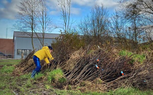 Vrijwilligers gezocht voor boom-uitdeeldagen