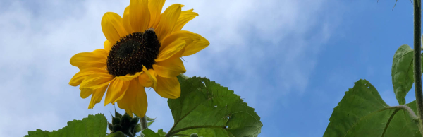 Zonnebloemenwedstrijd Almelo 2024