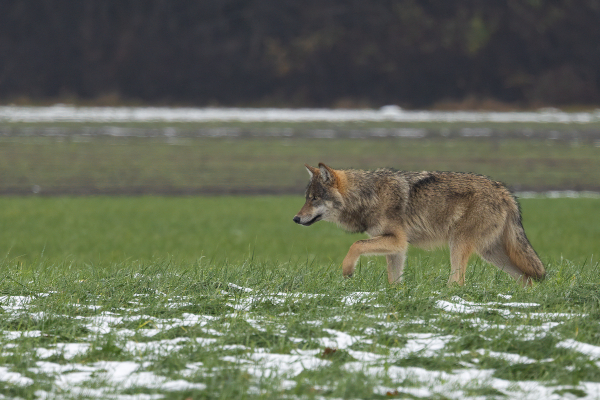De wolf in Nederland: weren of accepteren?