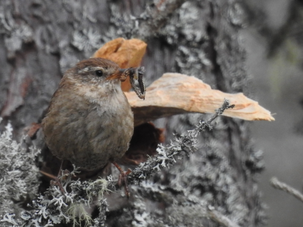 De winter komt er weer aan! Help jij de vogels?