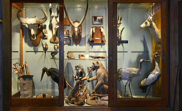 Wonderkamer in Museum Natura Docet in Denekamp; foto: Natura Docet