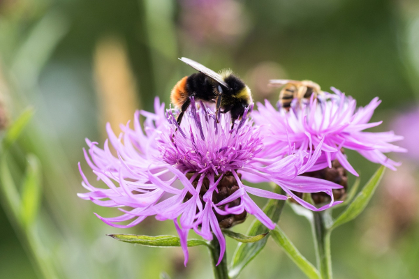 Blitz je mee met de BioBlitz?