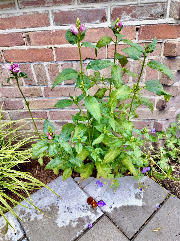 plant