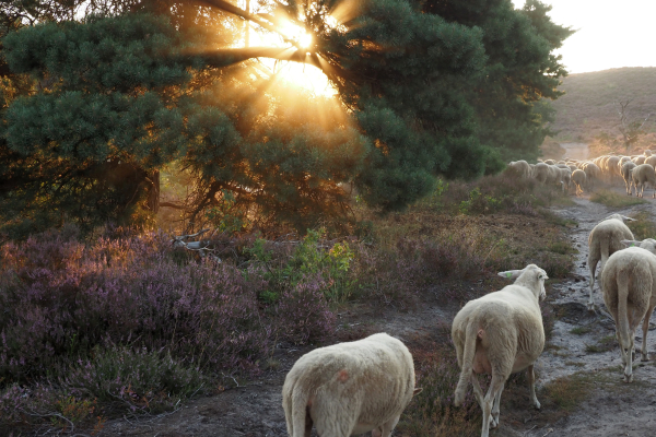 Schapen in de ochtendzon