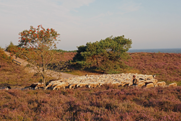 Vrijwillig schaapsherder op de Lemelerberg, het is een vak maar ook een roeping.