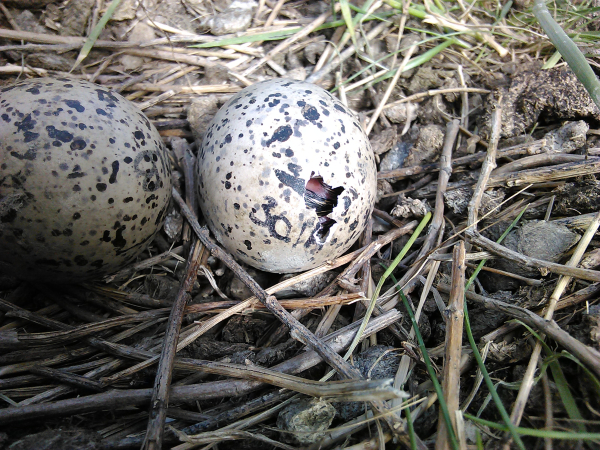 Eerste Wulpen-ei van Overijssel gevonden
