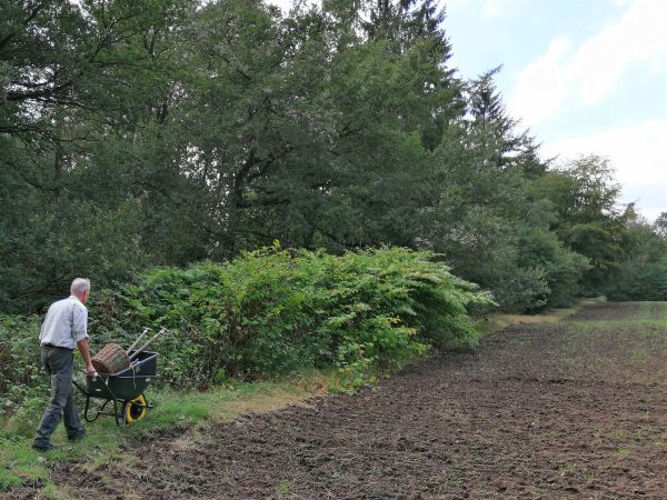 Japanse duizendknoop