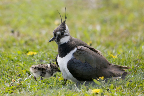 Kievit met jong, Han Bouwmeester