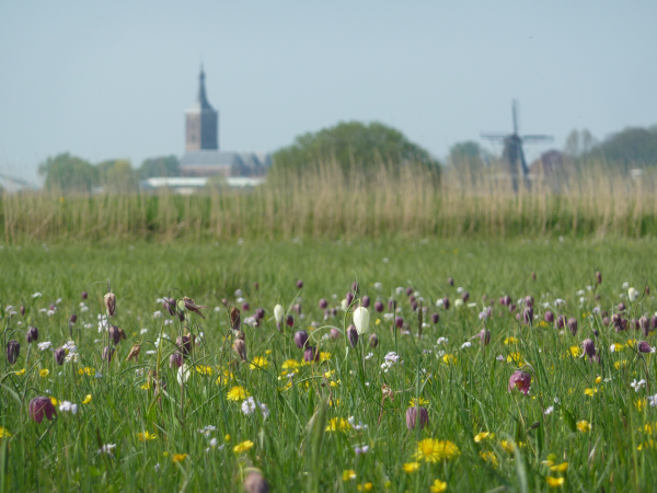 cursus wildeplanten IVN Zwolle