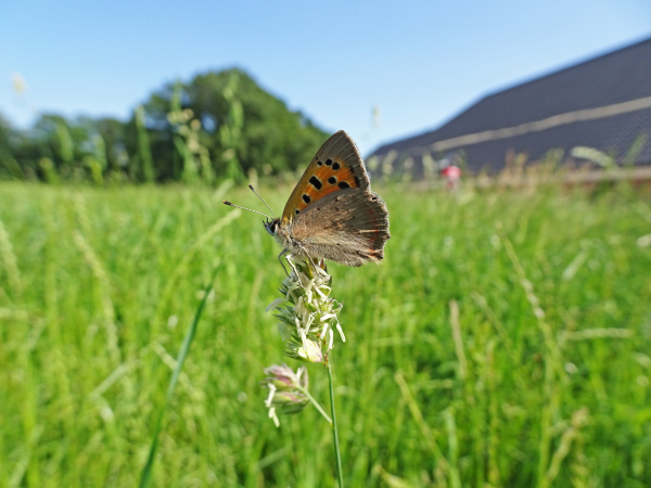 Hoe is het gesteld met het aantal vlinders op het boerenland?