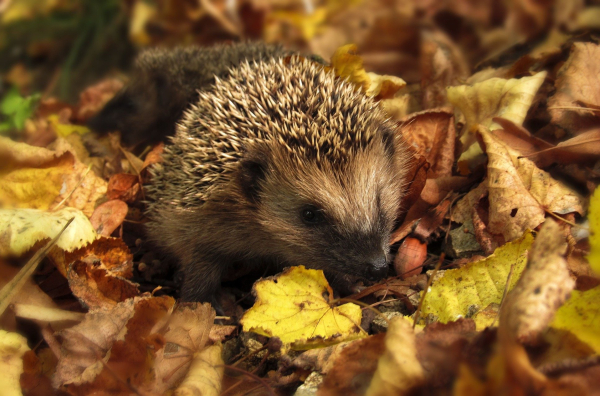 Plant- en diervriendelijke herfst: 5x tuintips voor het herfstseizoen