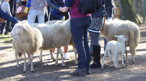 Open dag in de schaapskooi van Giethmen