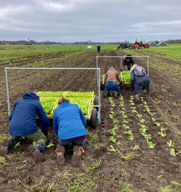 Spinazie planten met de plantkar
